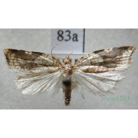 Acleris rhombana (Denis & Schiffermüller, 1775) Czech83a